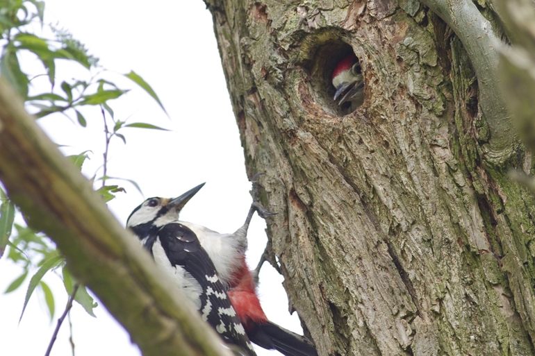 Holtes in oude bomen bieden nestgelegenheid aan grote bonte specht