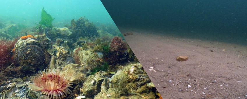 Link: riffen groeien bij voldoende rust op de bodem. Rechts: de door sleepnetvisserij aangetaste zeebodem.