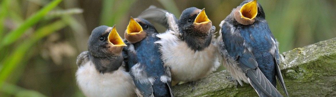 Boerenzwaluw juvenile
