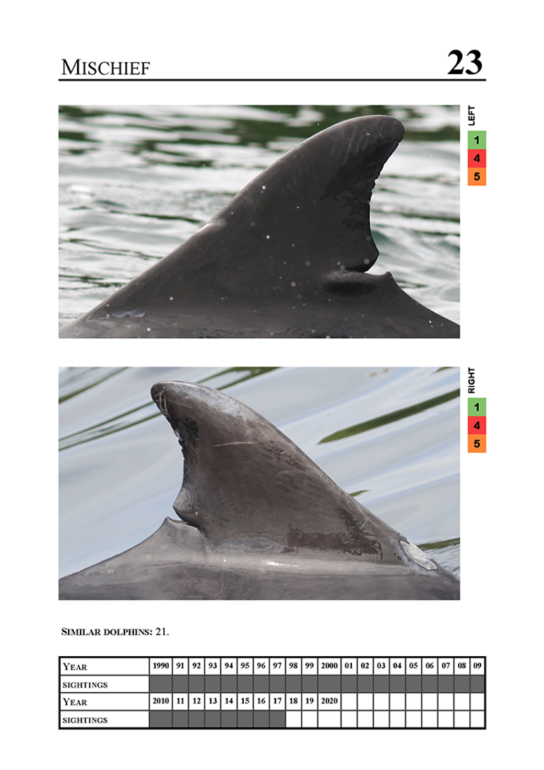 Dolfijn ‘Mischief’ is te herkennen aan een diepe inkeping aan de wortel van de rugvin