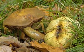 Gele aardappelbovist met Kostgangerboleet