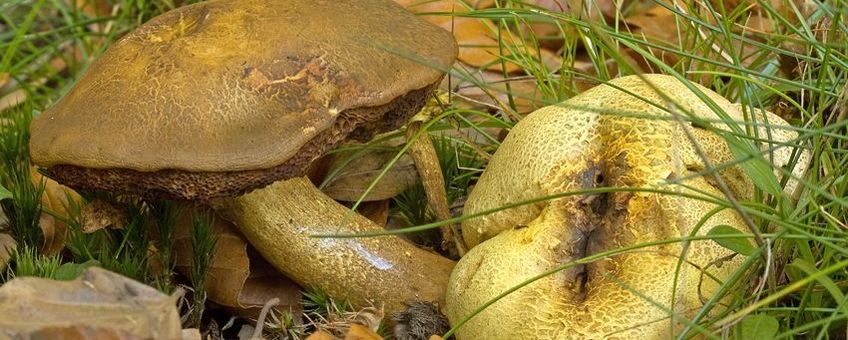 Gele aardappelbovist met Kostgangerboleet