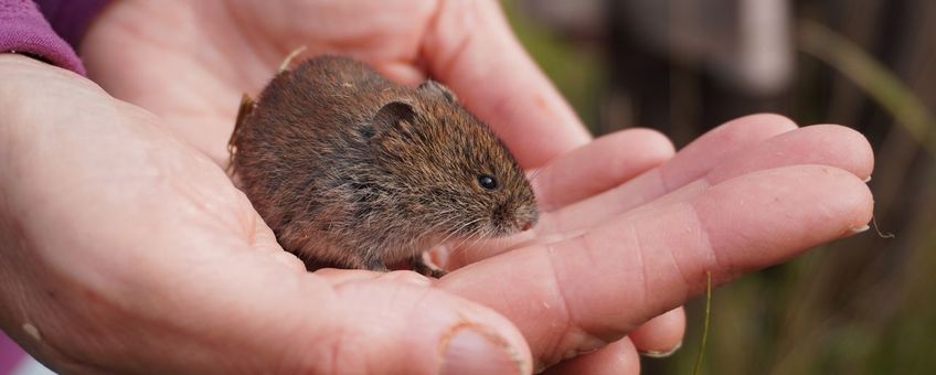 Woelmuis in de hand
