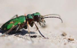 Cicindela campestris, Groene zandloopkever