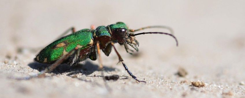 Cicindela campestris, Groene zandloopkever