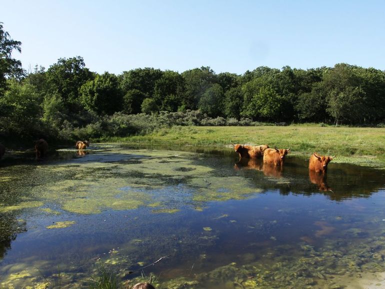 Duinen in Noord-Holland