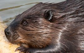 Richard Witte - VOOR EENMALIG GEBRUIK Bever