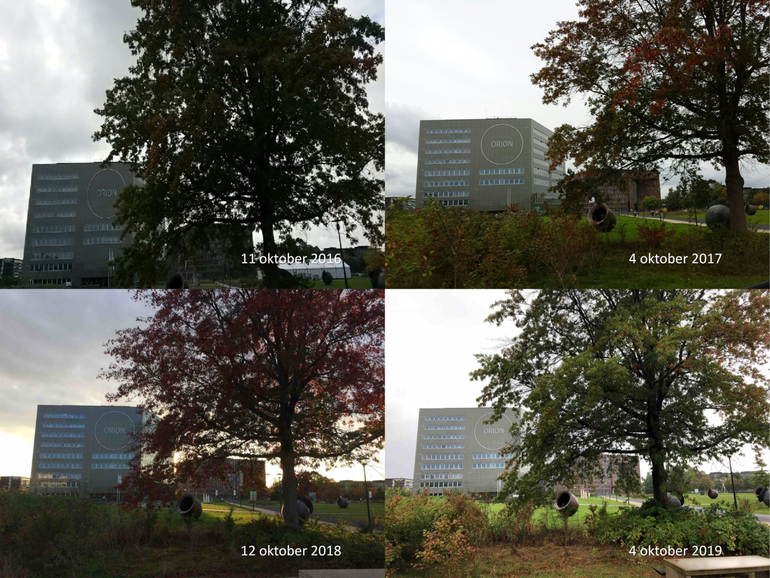 Moseik voor het Oriongebouw op de campus van Wageningen University