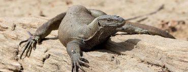 Monitor Lizard