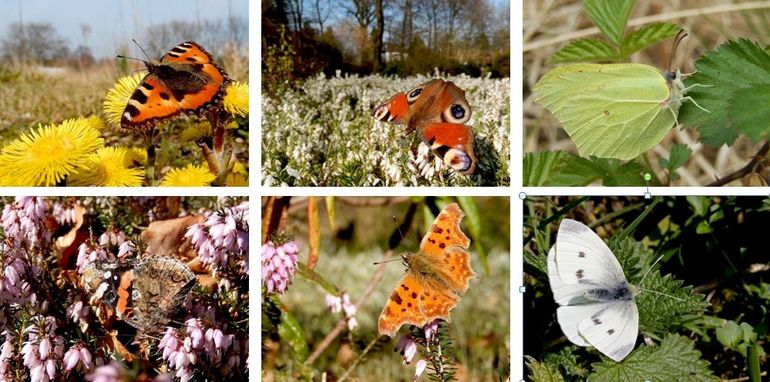 De waargenomen dagvlinders de afgelopen dagen: v.l.n.r. boven: kleine vos, dagpauwoog & citroenvlinder, onder atalanta, gehakkelde aurelia & klein koolwitje