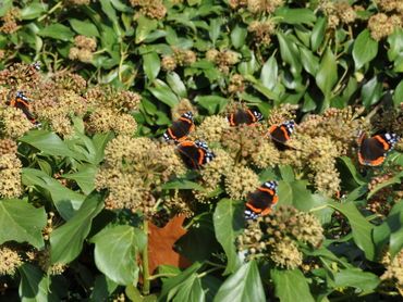 Tientallen vlinders kunnen bij elkaar worden gezien op bloeiende klimop in de zon