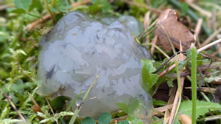 Sterrenschot of heksensnot in Heemtuin Leiderdorp, gevonden op Halloween