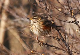 Turdus iliacus. Koperwiek