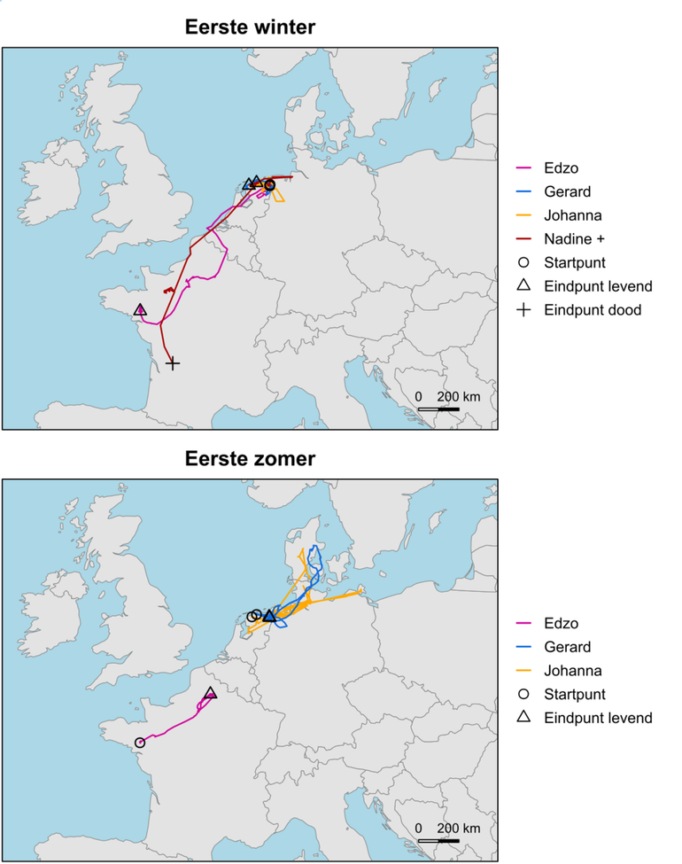 Kaart 3 en 4: Grootschalige bewegingen van vier in 2016 en 2019 gezenderde juveniele blauwe kiekendieven. Eerste winter: juli t/m maart; eerste zomer: april t/m september