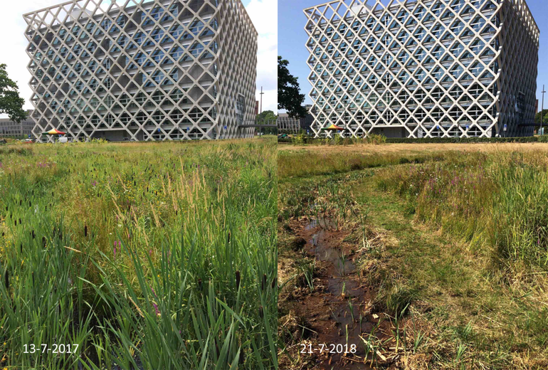 Beekje voor Atlasgebouw Wageningen University