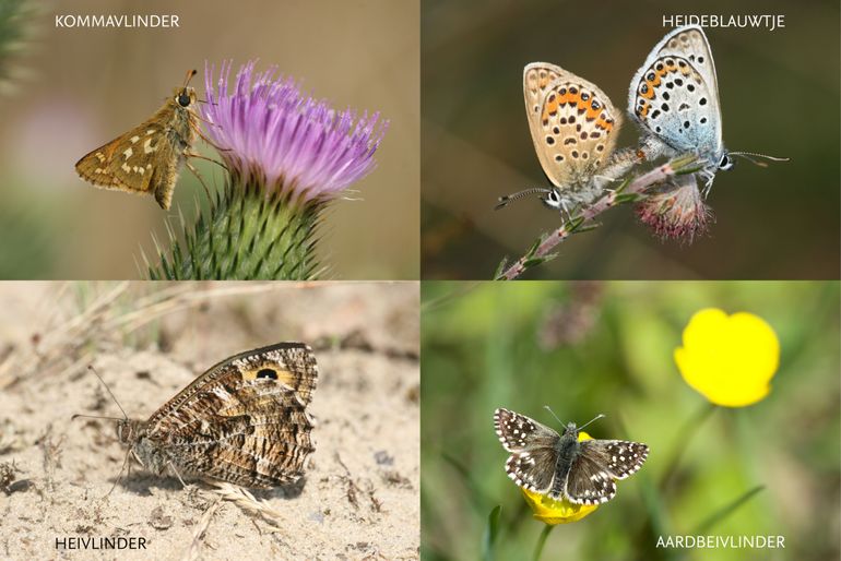 Met de klok mee: Kommavlinder, Heideblauwtje, Aardbeivlinder, Heivlinder