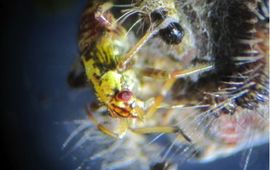 Silvia Hellingman Nimf wants Rhadbomiris striatellus zuigt eikenprocessierups uit