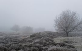 Winters heide landschap