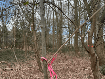 Niet alle toekomstbomen hoeven de oudste en grootste bomen te zijn