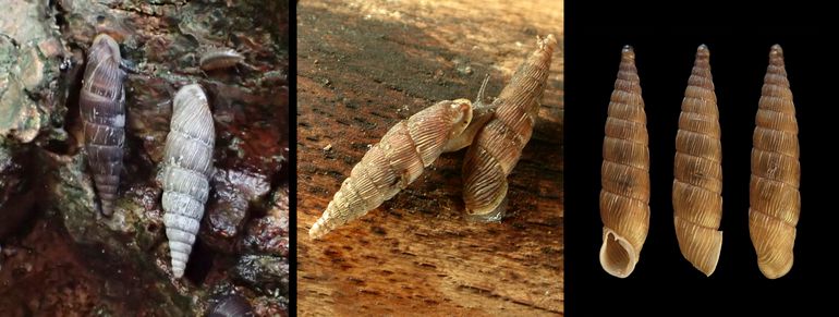 De Grote clausilia is zowel onze grootste als ook de makkelijkst waarneembare soort. Zoek op ruderale terreinen met o.a. brandnetels, in het rivierengebied op bomen en stenen (basalt van dijken) of op oude muurtjes. Soms zitten ze in tuinen of op schuurduren. Links: exemplaren van Ameland, 5-9-2016 (bron: S.J. van Leeuwen); midden: toenaderingspoging? Exemplaren op hout nabij Halfweg, NH, ca. 1995 (bron: R.H. de Bruyne); rechts: Rhoonse Grienden langs de Oude Maas, 11-10-2009