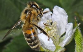 Ab Baas, Saxifraga Honingbij aan het bestuiven