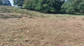 Droog schraalland Mosselsche veld Planken wambuis