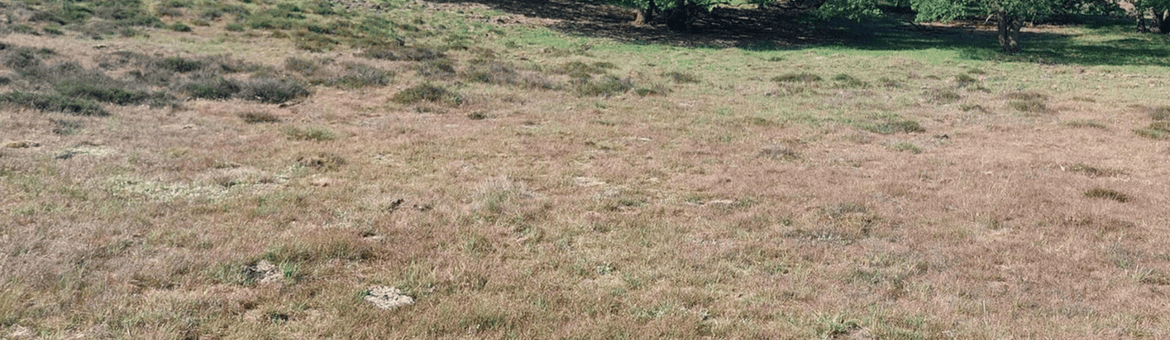 Droog schraalland Mosselsche veld Planken wambuis
