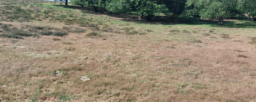 Droog schraalland Mosselsche veld Planken wambuis