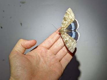 Blauw weeskind (Catacalo fraxini) op 5 september 2023 bij het bezoekerscentrum De Kennemerduinen