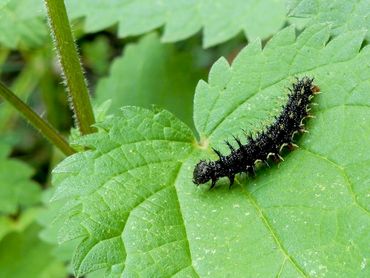 Deze rups had zijn kokertje verlaten en liep over het blad