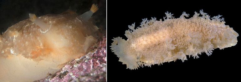 De Grote tritonia (Tritonia hombergi) kan tot 20 centimeter worden. Links: kop met rhinoforen (gefotografeerd in Noorwegen). Rechts: 'Koning Triton', het exemplaar van de Doggersbank