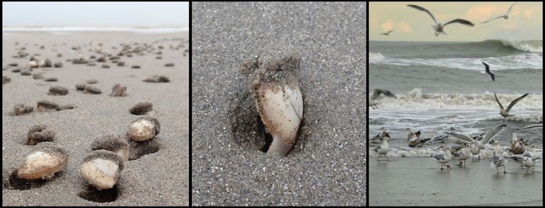 Bij Hoek van Holland aangespoelde strandschelpen proberen zich in te graven, maar vormen ook welkome strand-snackjes voor meeuwen