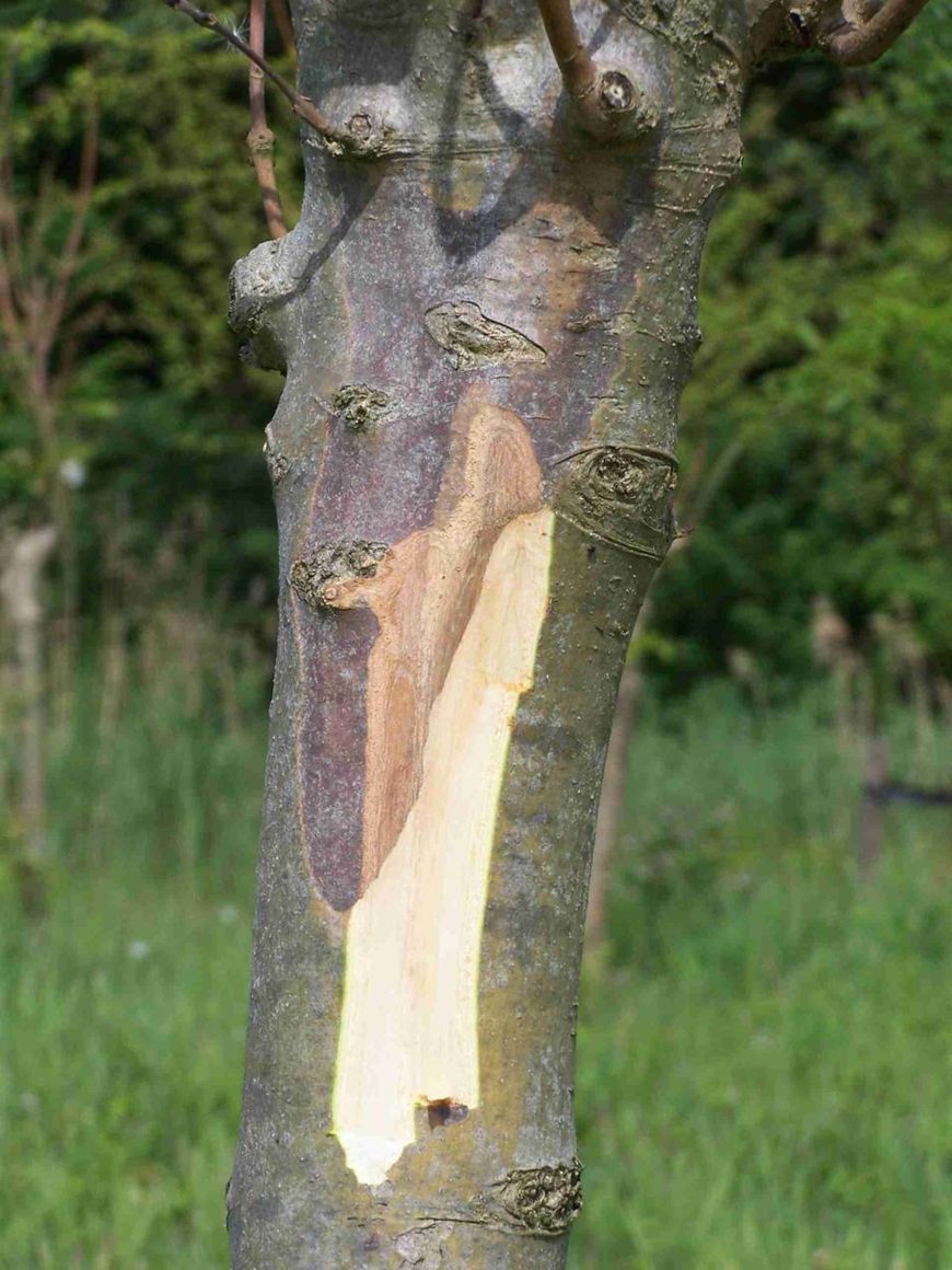 Jitze Kopinga Essentaksterfte Fraxinus excelsior es stam