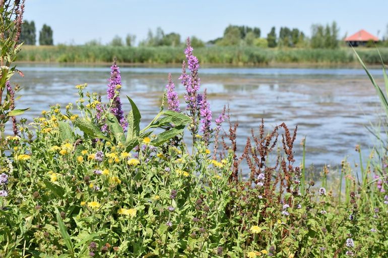 Watergangen bieden veel kansen voor biodiversiteit