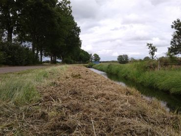 Het achterblijvende maaisel van deze geklepelde berm leidt tot nóg meer verruiging van de vegetatie.