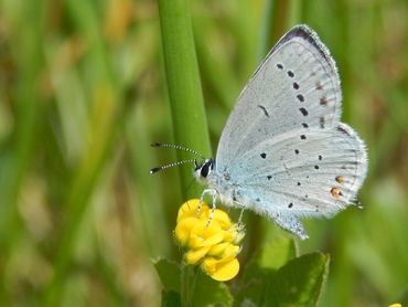 Staartblauwtje is bezig zich in Nederland te vestigen