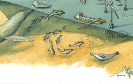 Jeroen Helmer, ARK Natuurontwikkeling Walvissen spelen ook na hun dood een belangrijke rol in de voedselketen van de Noordzee