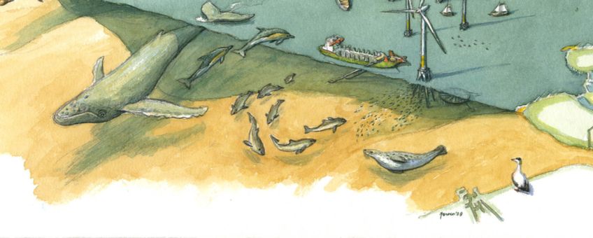 Walvissen spelen ook na hun dood een belangrijke rol in de voedselketen van de Noordzee