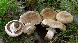 Wilde vorm van Gekweekte champignon - Agaricus bisporus