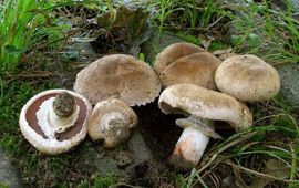 Henk Huijser Wilde vorm van Gekweekte champignon - Agaricus bisporus