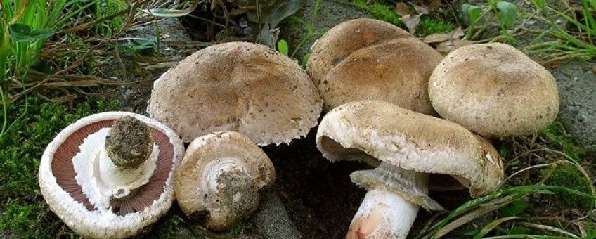Wilde vorm van Gekweekte champignon - Agaricus bisporus