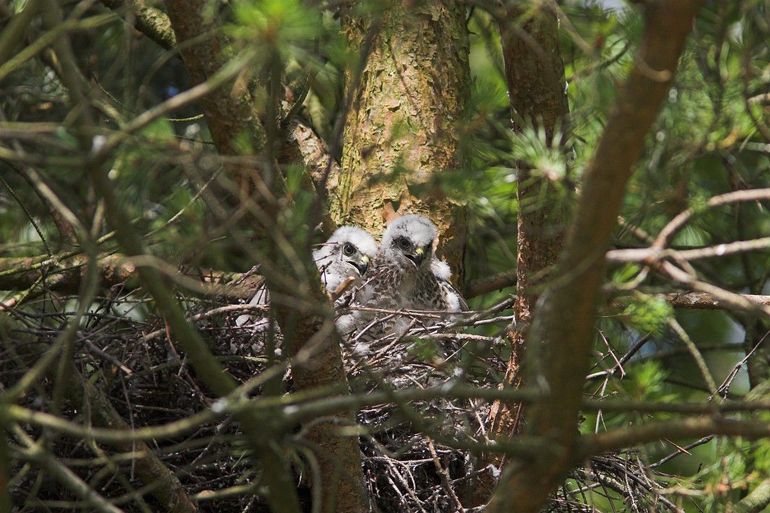 Sperwerjongen op het nest