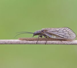 Een vrouwtje van de gewone slijkvlieg zet eitjes af op de vegetatie.