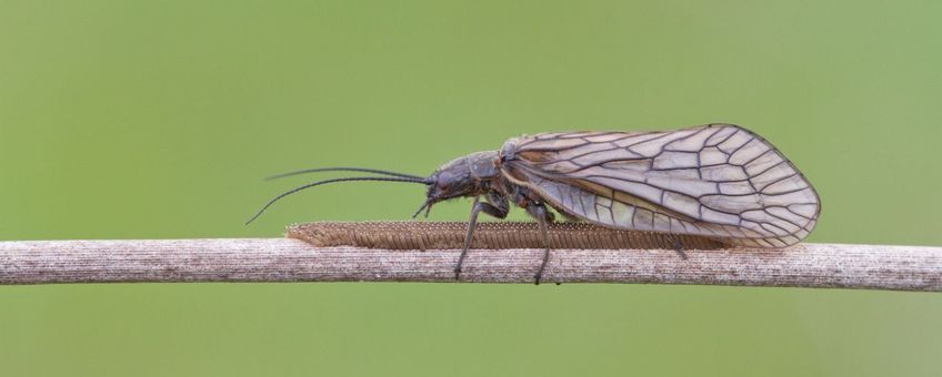 Een vrouwtje van de gewone slijkvlieg zet eitjes af op de vegetatie.