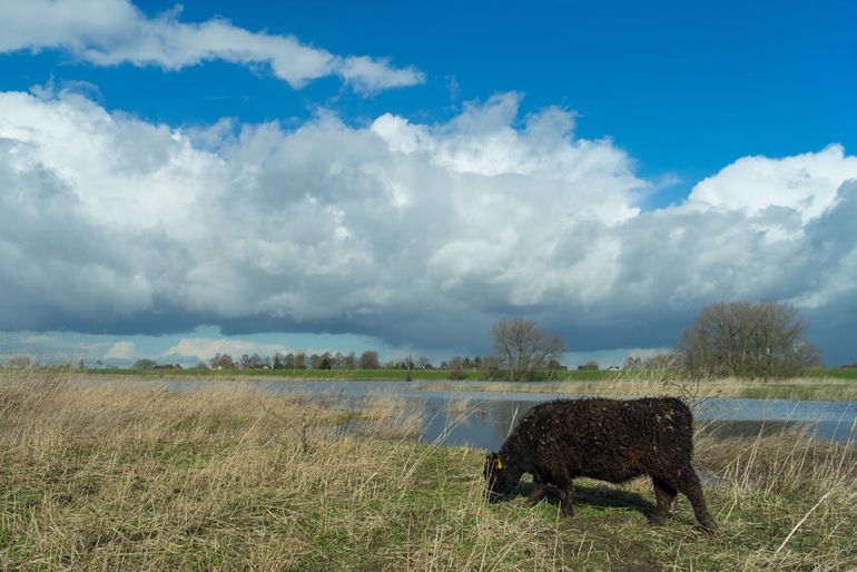 Gallowayrund in een half ondergelopen uiterwaard