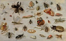 Jan van Kessel Insecten
