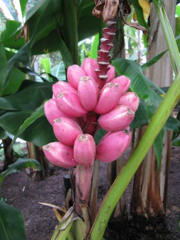 Musa velutina, een banaan met pitten