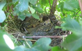 Andy Vierstraete Nest zanglijsters