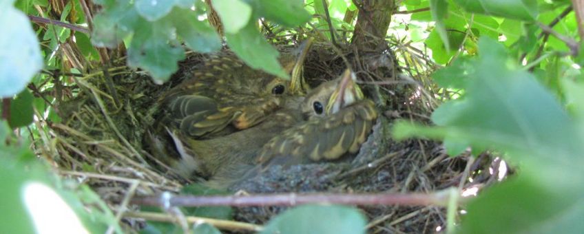 Nest zanglijsters