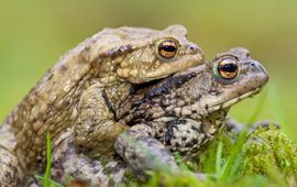 Gewone pad, Bufo bufo